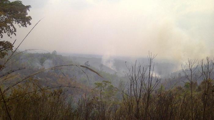 Ratusan Hektare Hutan Produksi PT PML OKU Selatan Terbakar