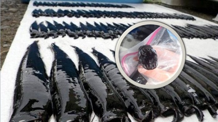 Warga Temukan Banyak Ikan Mati di Pantai, Saat Dilihat Bentuknya Sangat Mengerikan
