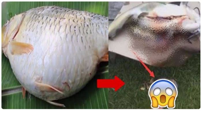 Perut Ikan Ini Bergerak! Saat Dibelah, Isinya Bikin Semua Menjerit