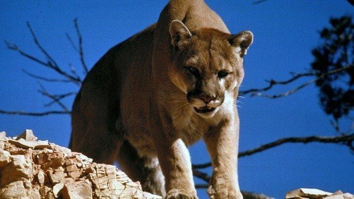 Menegangkan, Induk Singa Gunung atau Puma Melompat dari Semak-semak dan Ngamuk Kejar Seorang Pria