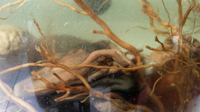 Arak Bali Ekstrem, Isinya Janin Monyet dan Binatang Lain