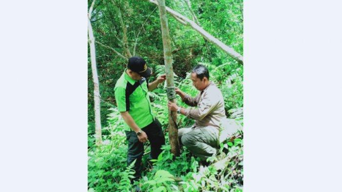 Breaking News: Warga Heboh Lima Harimau Muncul di OKU, Saat Panen Buah Durian