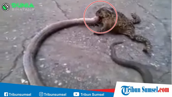 Biasa Memangsa Ular Ini Kalah Oleh Katak Kecil, Kejadian Selanjutnya Bikin Kaget Karena . . .