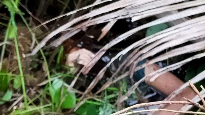 Centeng Kebun Habisi Nyawa Siswi yang Curi Berondolan Sawit, Mencuri Untuk Biaya Sekolah