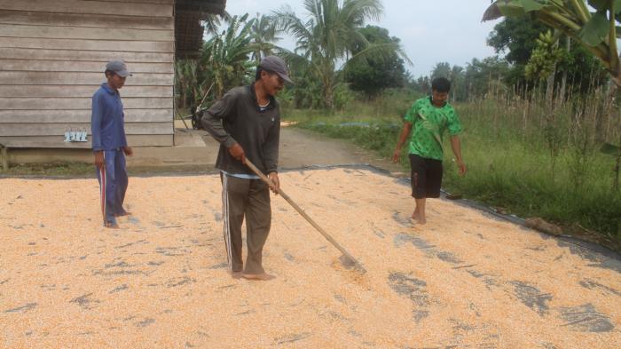 Kecamatan Bungamayang OKU Timur Hasilkan Jagung 12 Ton Sekali Panen