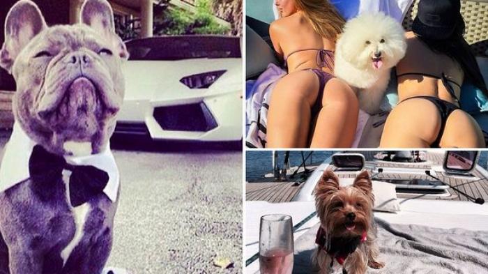 Wow, Anjing-anjing Ini Hidup Mewah Dengan Lakukan Spa dan Mandi Uang