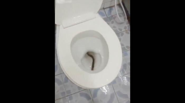 Alasan Kelabang Tak Boleh Dibunuh Saat di Dalam Rumah, Kalau Tidak Mau Menyesal