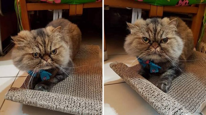 Bikin Ngakak, Niatnya Bulu Kucing ini Mau Dipotong Seperti Singa Tapi Malah Jadi Begini