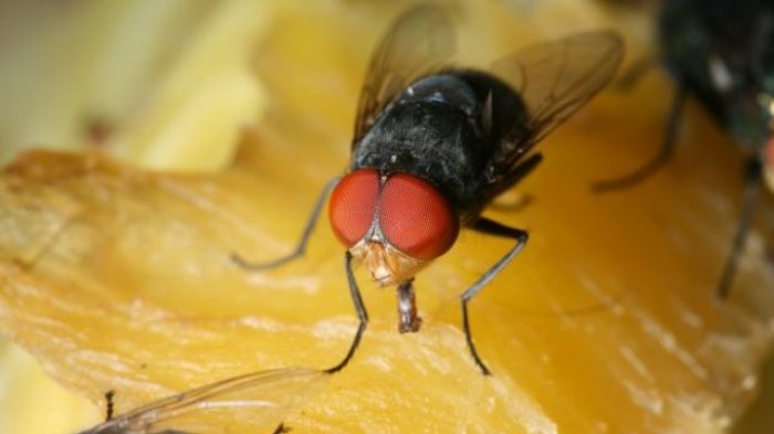 Ngeri! Ternyata Begini Bentuk Telur Lalat yang Biasa Tersamarkan Pada Makanan, Bahaya Banget