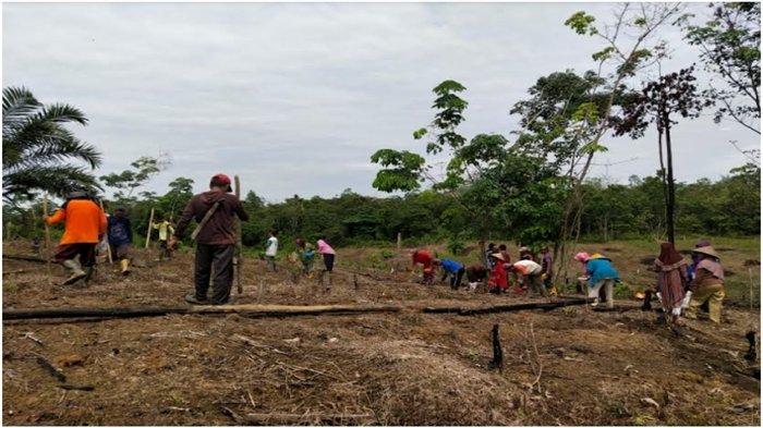 Nugal Tradisi Gotong Royong Bertanam Padi Jelang Musim Hujan, Budaya Lokal Petani di PALI