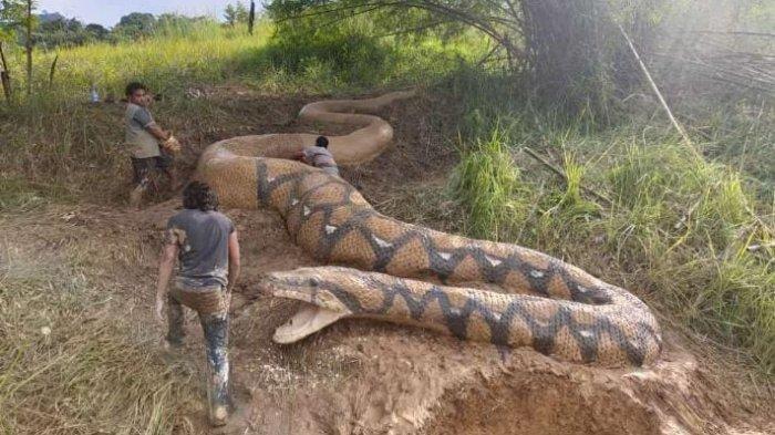 Geger Patung Ular Raksasa Sepanjang 15 Meter Ditemukan Warga, Ini Fakta Sebenarnya
