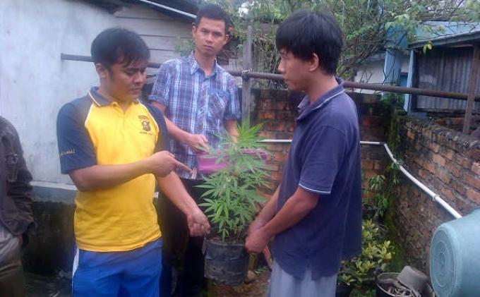 Hengky Belajar Bercocok Tanam Ganja