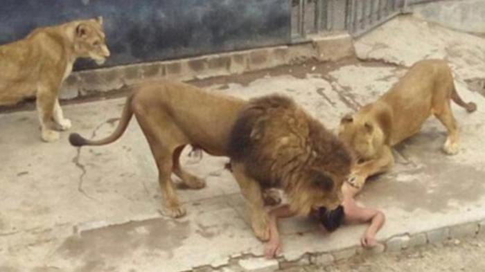 Lelaki Telanjang Ini Mau Bunuh Diri di Kandang Singa, 2 Singa Terpaksa Ditembak Mati
