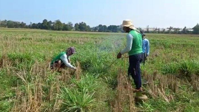 Heboh 2 Hektar Ladang Jagung Ludes Dimakan Tikus Dalam Semalam, Gagal Panen, Curhat Para Petani