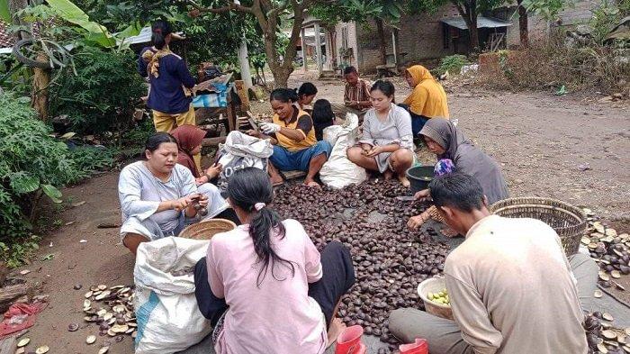 Harga Jengkol Tembus Rp 15 Ribu Per Kilogram, Petani di OKU Selatan Sumringah