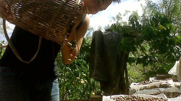 Pasca Panen, Stok Kopi Menipis dan Harga Kopi Turun