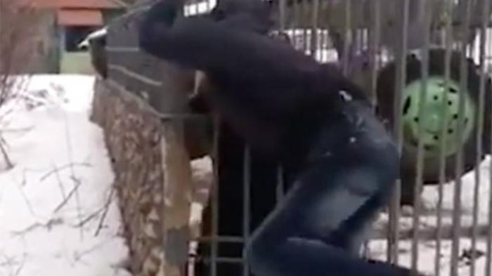 Akibat Mabuk, Pria Ini Masukkan Tangannya ke Kandang Beruang dan Ini yang Terjadi