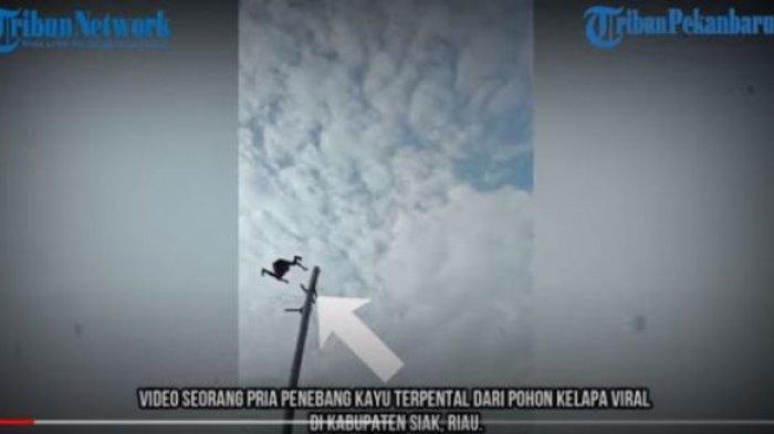 Seorang Pria Terpental saat Tebang Pohon Kelapa, Langsung Tak Sadar dan Digotong, Fakta Sebenarnya