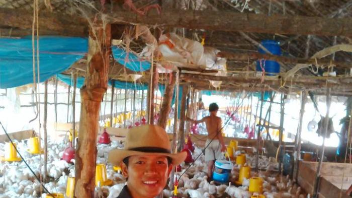 Berkat Ternak Ayam, Yusri Raup Keuntungan Puluhan Juta