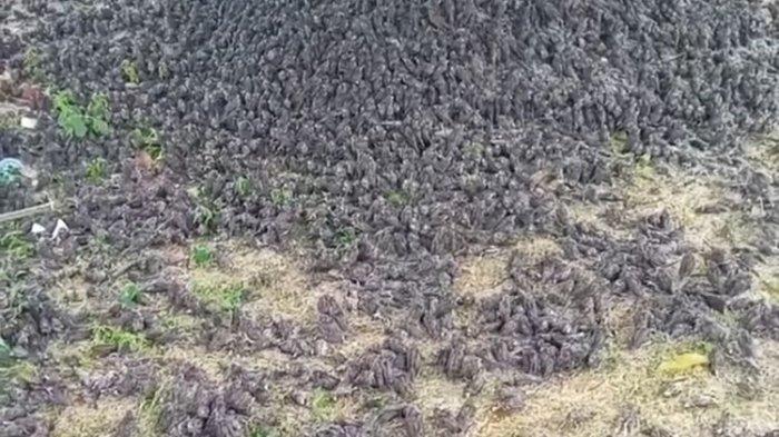 Ratusan Burung Pipit Mendadak Jatuh ke Jalan di Bali Bikin Heboh, BKSDA Ungkap Dugaan Penyebabnya