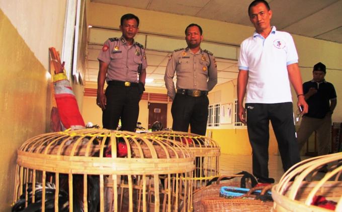 Polsek Pangkalan Balai Bongkar Sabung Ayam di Pasar Kalangan