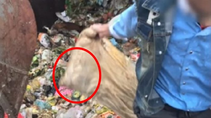 Pria Ini Buang Bantal ke Tempat Sampah yang Ternyata Berisi Sesuatu yang Tak Terduga