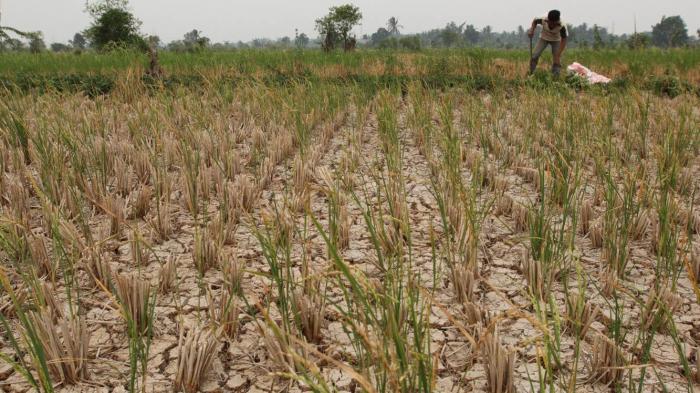 El Nino Saat Ini Diprediksi Paling Buruk dalam Sejarah sejak 1950