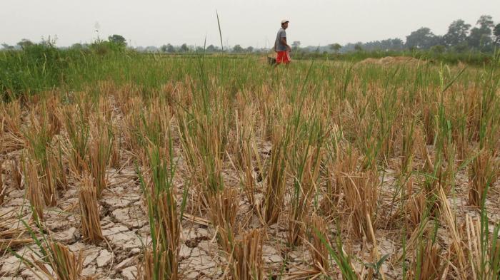 Sawah-sawah di Banyuasin Mulai Mengering, Petani Mengharapkan Bantuan Pompa Air