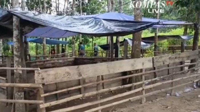 Saat Terjadi Peristiwa Sabung Ayam Berdarah, Warga Dengar Berkali-kali Suara Letupan Senpi