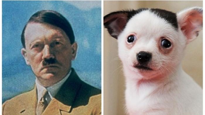 Anak Anjing Ini Wajahnya Mirip Adolf Hitler