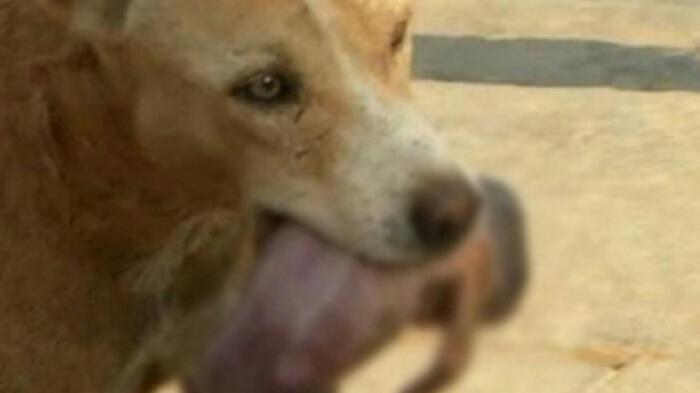 Mengharukan, Anjing Selamatkan Bayi yang Dibuang di Kotak Sampah