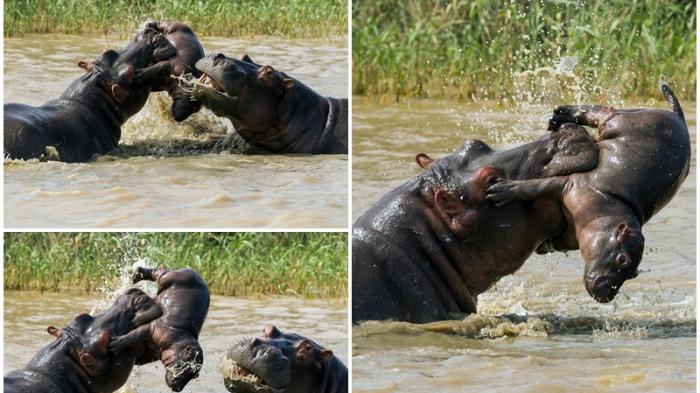 Kuda Nil Berusia Lima Hari Mati Dilempar Kuda Nil Dewasa
