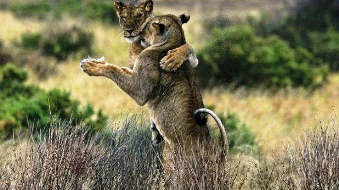 Dua Singa Ini Berdansa di Padang Rumput