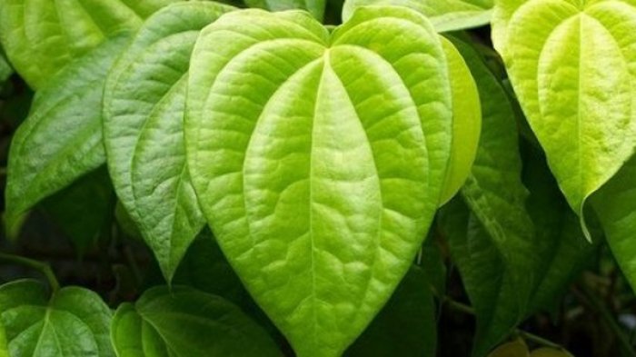 Daun Sirih Merah Ternyata Punya Banyak Manfaat