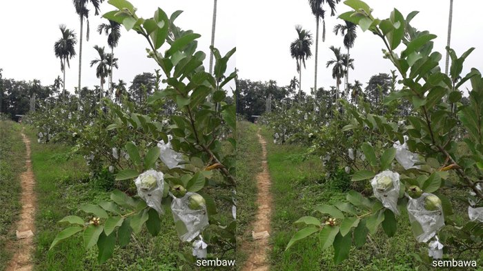 SMK PPN Sembawa Banyuasin Budidayakan Jambu Kristal