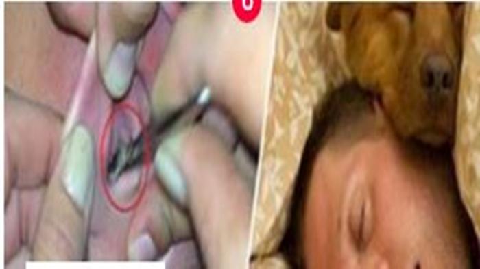 Bahaya! Jangan Pernah Tidur Dengan Hewan Peliharaanmu! Ini Alasannya