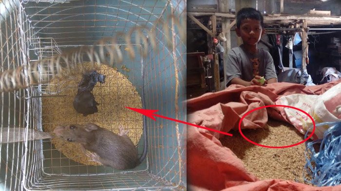 Tangkap Tikus di Lumbung Padi, Lihat yang Dilakukan Petani ini Pada Tikus Bikin Banyak Orang Kaget