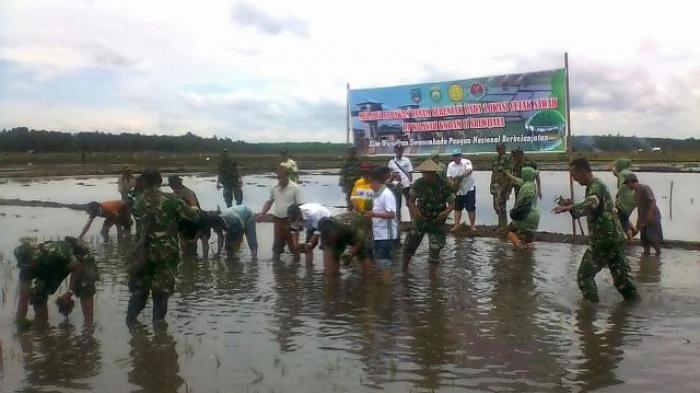 Puluhan TNI Turun Langsung Ke Sawah Menanam Padi