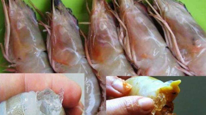 Waspada Ada Udang Palsu Beredar, Perhatikan isinya