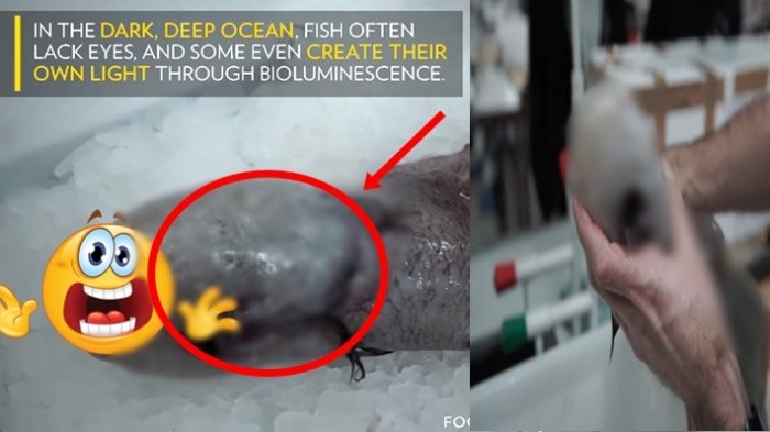 Ilmuwan Terkejut Saat Temukan Ikan Langka 'Tanpa Muka', Bentuknya Mirip Alat kelamin Pria !