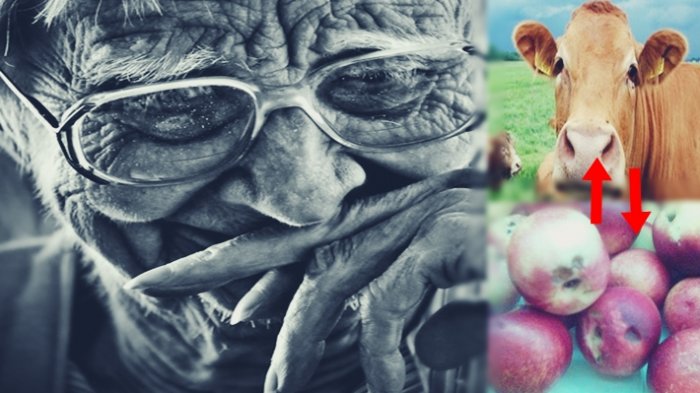 Suami Tukar Sapi dengan Sekantong Apel Busuk,Tak Disangka Reaksi Istrinya Bikin Tetangga Melongo!