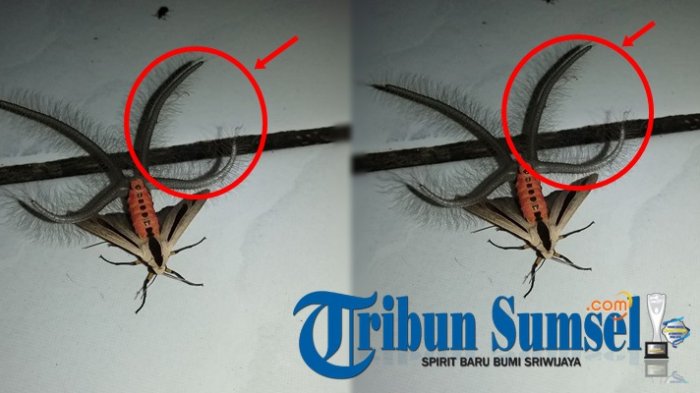 Sempat Bikin Geger Warganet Dunia,Ternyata Ini Asal-Usul Serangga 'Mutan' Mengerikan yang Viral Itu!