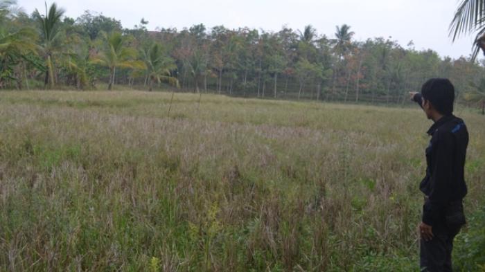 Ratusan Hektar Sawah di Semendo Porak-poranda Diterpa Puting Beliung