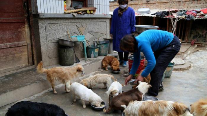 Hidupi Anjing-anjing Liar, Seorang Guru Ini Habiskan uang Rp1.68 M