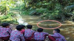 Buaya-5-Meter-Muncul-di-Musi-Rawas-BKSDA-Sumsel-Imbau-Warga-Kurangi-Aktivitas-di-Sungai.jpg