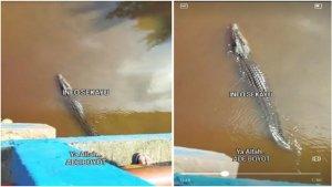Detik-detik-buaya-muara-panjang-3-meter-berenang-di-Sungai-Teluk-Betung-Banyuasin.jpg