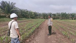 Dukung-Program-Ketahanan-Pangan-Nasional-Polsek-Sungai-Rotan-Cek-Jagung-di-Lahan-PT-R6B.jpg