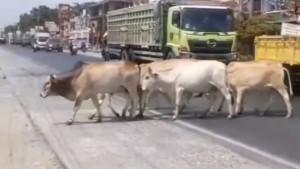 Gerombolan-Sapi-Sering-Buat-Kecelakaan-Masyarakat-Desak-Pemkab-Ogan-Ilir-Terapkan-Perda-Kaki-Empat.jpg