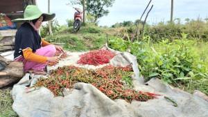 Harga-Cabai-Musi-Rawas-Jumat-7-November-2025-Merah-Keriting-Ada-yang-Masih-Dijual-Rp-70-Ribu-per-Kg.jpg
