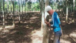 Harga-Karet-Hari-ini-di-OKI-Anjlok-8-September-2025.jpg